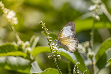appias drusilla butterfly on a small flower in brazil