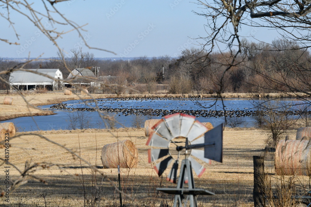 Wall mural farm field with geese on a lake