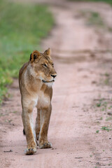 A lion walks purposefully down the road in the Dinokeng Game Reserve.