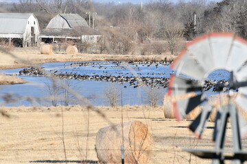 Geese on a Farm Pond