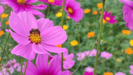 Obraz premium Close up photo of cosmos flower and bee.
