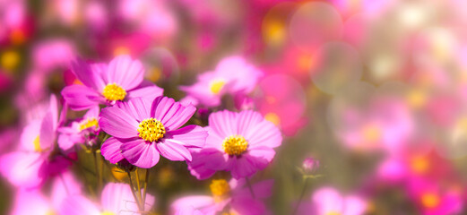Fototapeta na wymiar pink cosmos flowers blooming in the field. cosmos on background blur