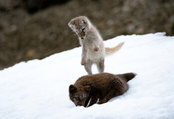 Two arctic foces playing on a patch of ice.

Two playful arctic foxes.