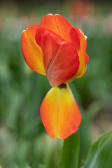 Obraz na płótnie Canvas beautiful red and yellow colored tulip