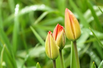 spring tulip buds after rain with water drops
