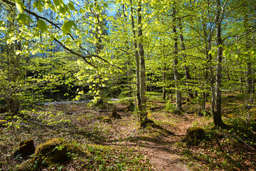 spring forest with beech trees, green leaves in may