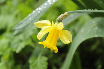 a yellow narcissus flower after rain on a background of green leaves with water drops