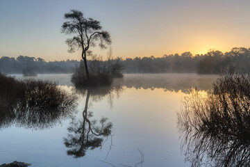 Horizontal view on a tree on a little island in lake Groot Goorven in Oisterwijk with trees on the horizon and reflections in the water during sunrise in winter. Golden hour landscape with copy space