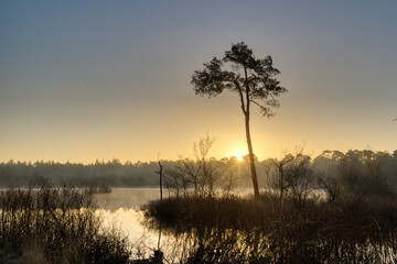 Horizontal view on a silhouette of a tree at lake Groot Goorven in Oisterwijk with trees on the horizon and reflections in the water during sunrise in winter. Golden hour landscape with copy space