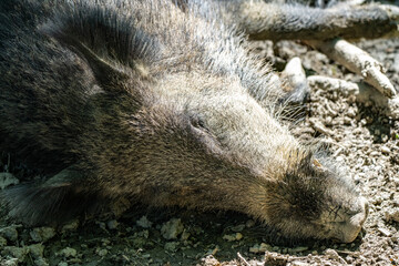 Wildschwein am schlafen 