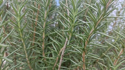 Rosemary plant