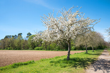 blooming apple trees and walkway at the outskirts of Vaterstetten, springtime landscape and field