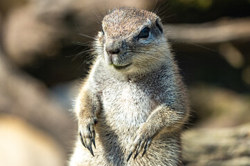 H&ouml;rnchen im Portrait 