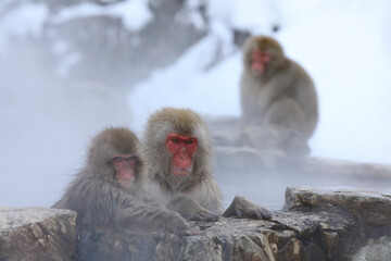 Naklejka premium red faced spider