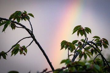 Regenbogen im Sommer 