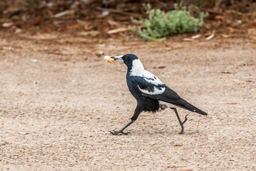Close up of a Magpie, Gymnorhina tibicen, walking on unpaved stony surface with piece of white bread in beak