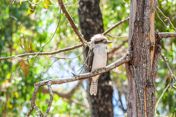 Close up kookaburra, common kookaburra or laughing bird, Dacelo novaeguineae, sitting on a branch and stubbornly looking straight ahead