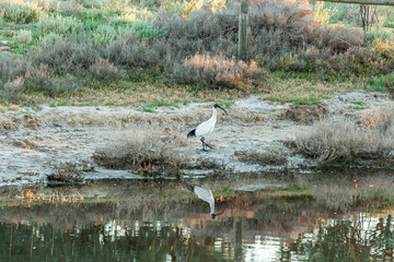Close up Australian white ibis, Threskiornis molucca, walking and foraging in its natural habitat Lake Bonney region Riverland near the town of Barmera Southern Australia