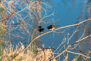 Close up Willy Wagtail or Willie Wagtail, Rhipidura leucophrys, is a small bird of the fan-tailed family and is an insectivore with black plumage on top and white on underside