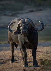 Obraz premium A Cape Buffalo standing its ground.A Cape Buffalo with big horns.