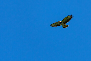 Greifvogel auf der Jagd 