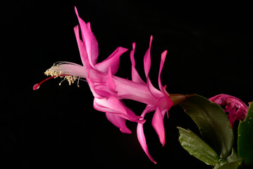 Fototapeta na wymiar Fleurs rose de Cactus de Noël