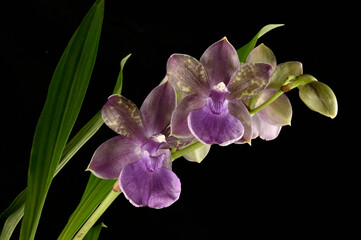 Orchidée hybride sur fond noir