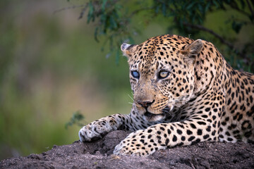 A leopard with an injured eye peers at passing antelope.