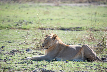 Lion