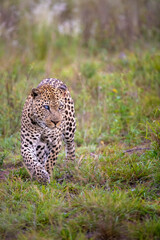 Fototapeta premium A leopard walking. A leopard on the hunt.