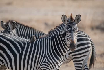 Tuinposter zebra © 德丸力蔵