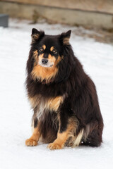 Finnish Lapphund sits on the snow.