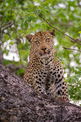 Fototapeta na wymiar A leopard sits in a tree. A leopard resting in a tree.