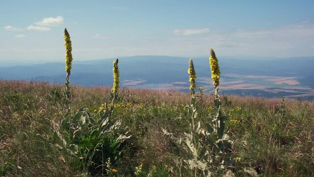 Verbascum thapsus yellow flowers on the summit of a mountain with background, out of focus landscape