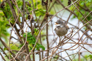 Ein kleiner Vogel macht Krach 