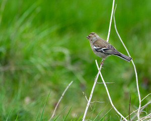 Ein kleiner Vogel im Grünen 