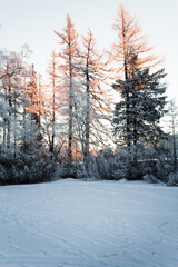 Frozen scenery - snow covered pine trees with hoarfrost on branches at sunrise. Beautiful and peaceful landscape view in winter and cold morning.