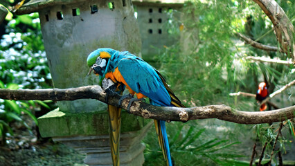 Obraz premium Parrot ara with yellow and blue feathers in its usual habitat with green grass and sprawl