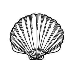 Vector illustration of Sea Shell in line art style. Drawing of Seashell for icon or logo. Sketch of Conch. Black and white colors