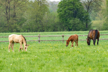 Pferde auf der Weide 