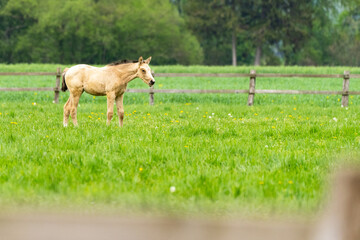 Wildes Pferd auf der Weide 