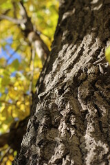 Poplar tree with autumn yellow leaves