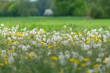 Blumenwiese 