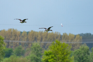 Fototapeta premium Enten im Flug 