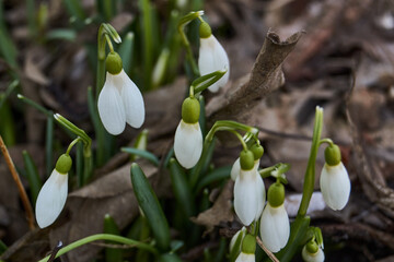Snowdrops bloom on the lawn in the garden. The snowdrop is a symbol of spring. Snowdrop, or...