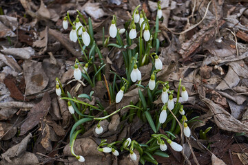 Snowdrops bloom on the lawn in the garden. The snowdrop is a symbol of spring. Snowdrop, or Galanthus (Latin Galanthus), is a genus of perennial herbs of the Amaryllis family (Amaryllidaceae).