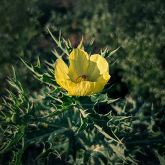 Mexican prickly poppy .Thorny plant with yellow flower