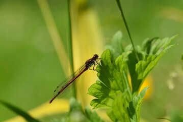Demoiselle dans la nature