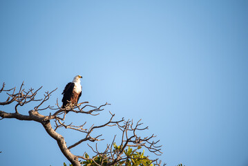 Eagle