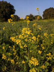 Mustard flower in between gram fields
